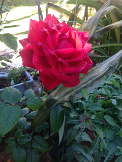 Long Stem Red Rose in January