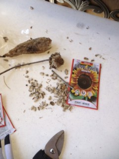 Heirloom Sunflower Seeds