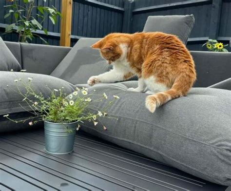 Nasıl Bir Şey Bu:  Bir Kedi ile Macera Dolu Bir Yolculuk!